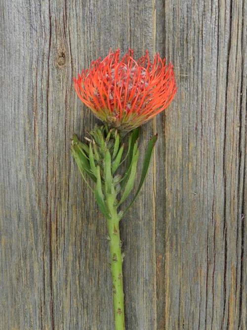  PINCUSHION RED PROTEA